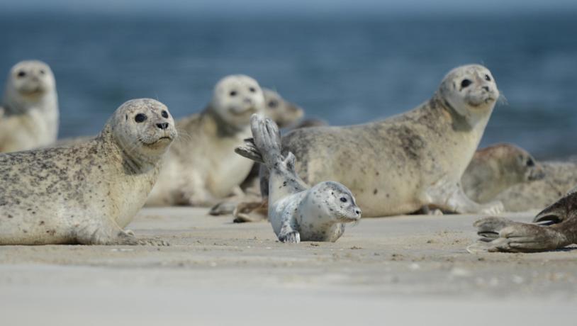 Zeehondensafari op de Waddenzee