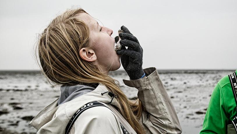 Oesters in de Waddenzee