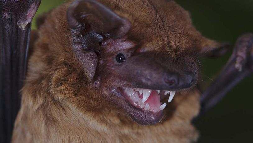 The noctule bat