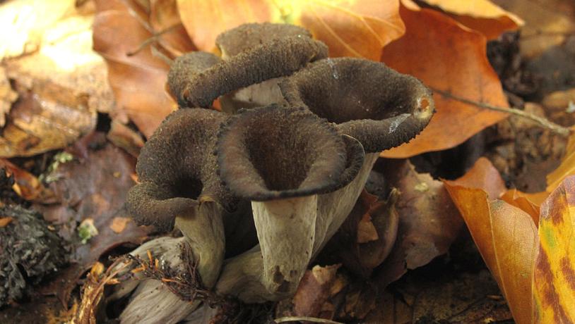 Black trumpet mushroom