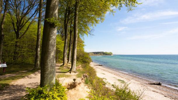 The forest, Sønderskoven Als near Sønderborg