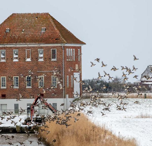 Vinter i marsken, med sne på marken og fugle der flyver