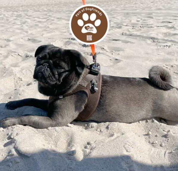 DogFriends topbillede med hund og logo