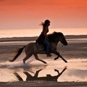 Paardrijden op het strand met Rømø Ponyfarm