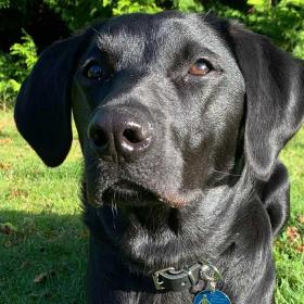 Vandreferie på Gendarmstien med hund